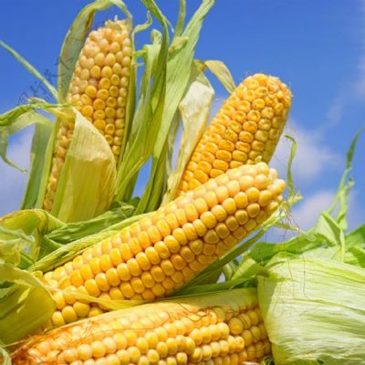 玉米高清图片