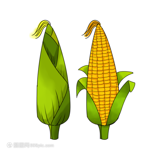 卡通成熟的玉米