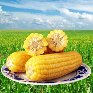 【黄糯玉米图片】黄糯玉米图片大全